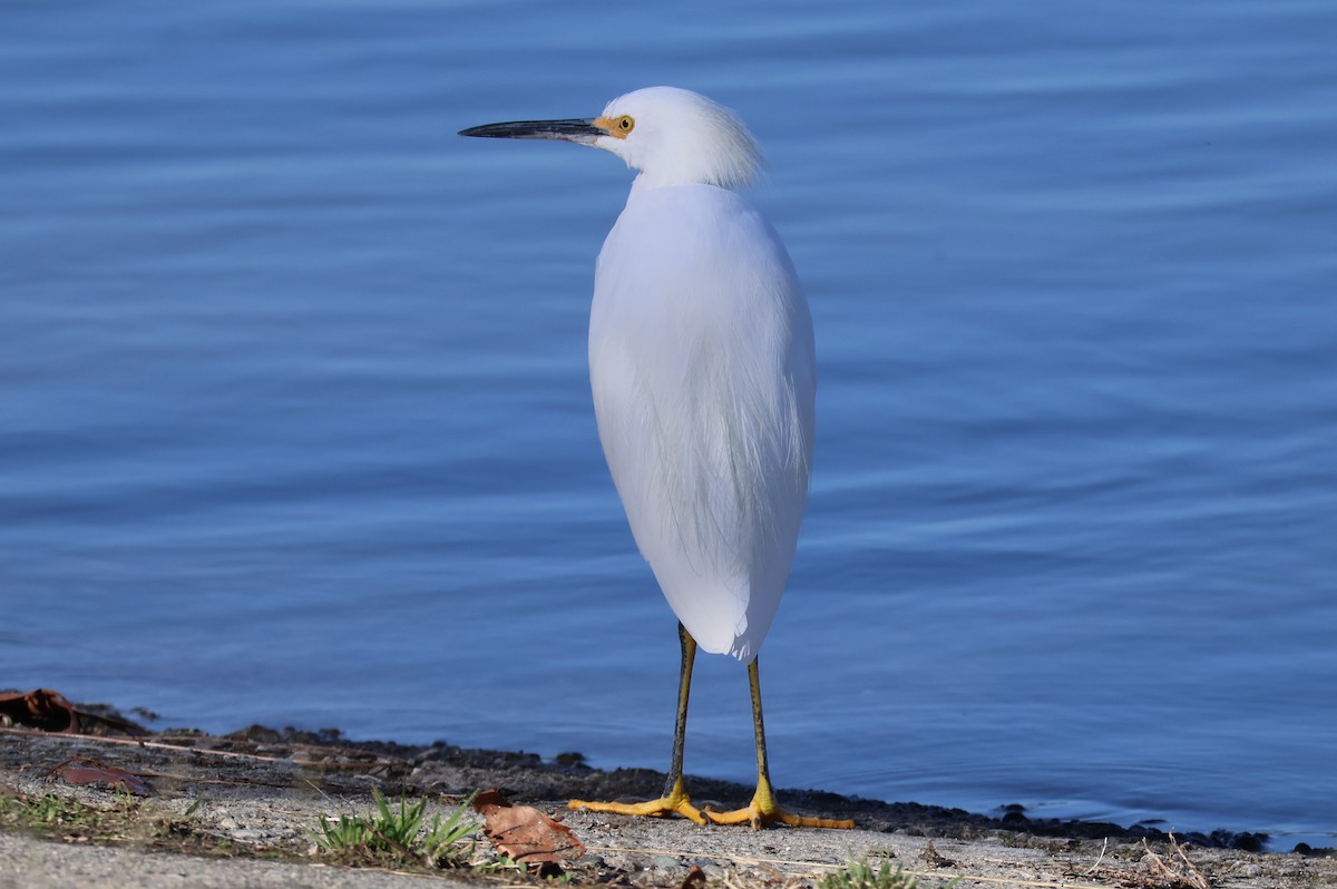 Snowy Egret - ML645509253