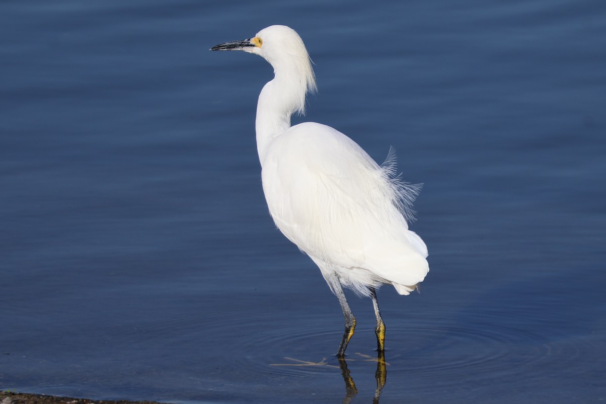 Snowy Egret - ML645509254