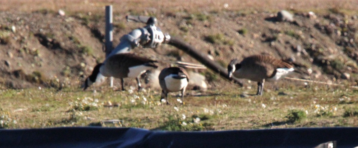 Canada Goose - ML645509257