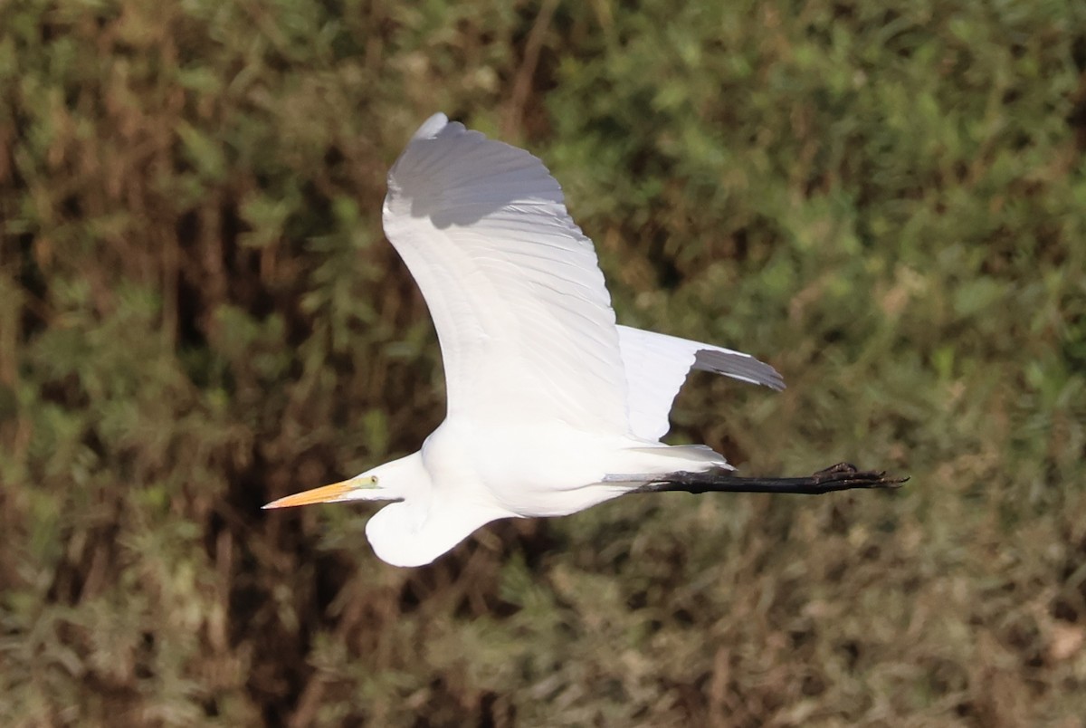 Great Egret - ML645509261