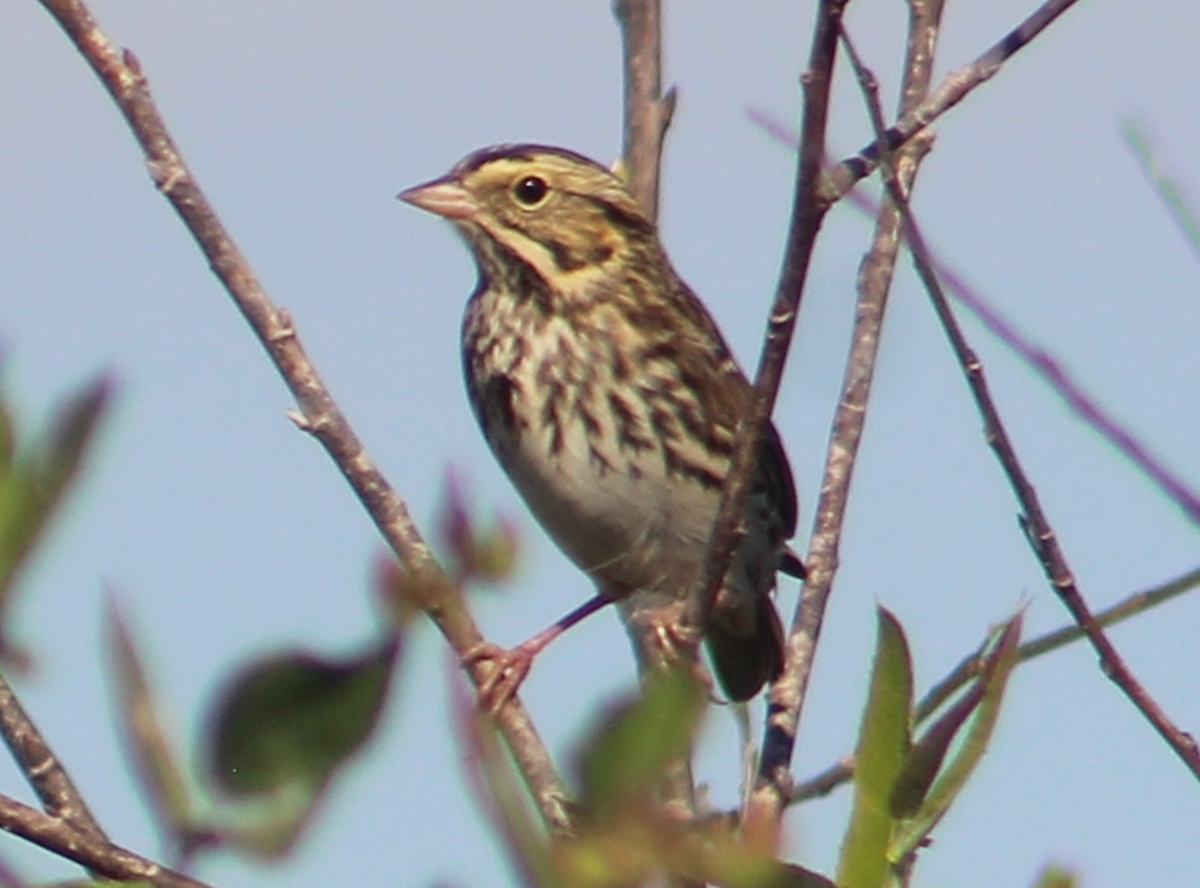 Savannah Sparrow - ML645509262