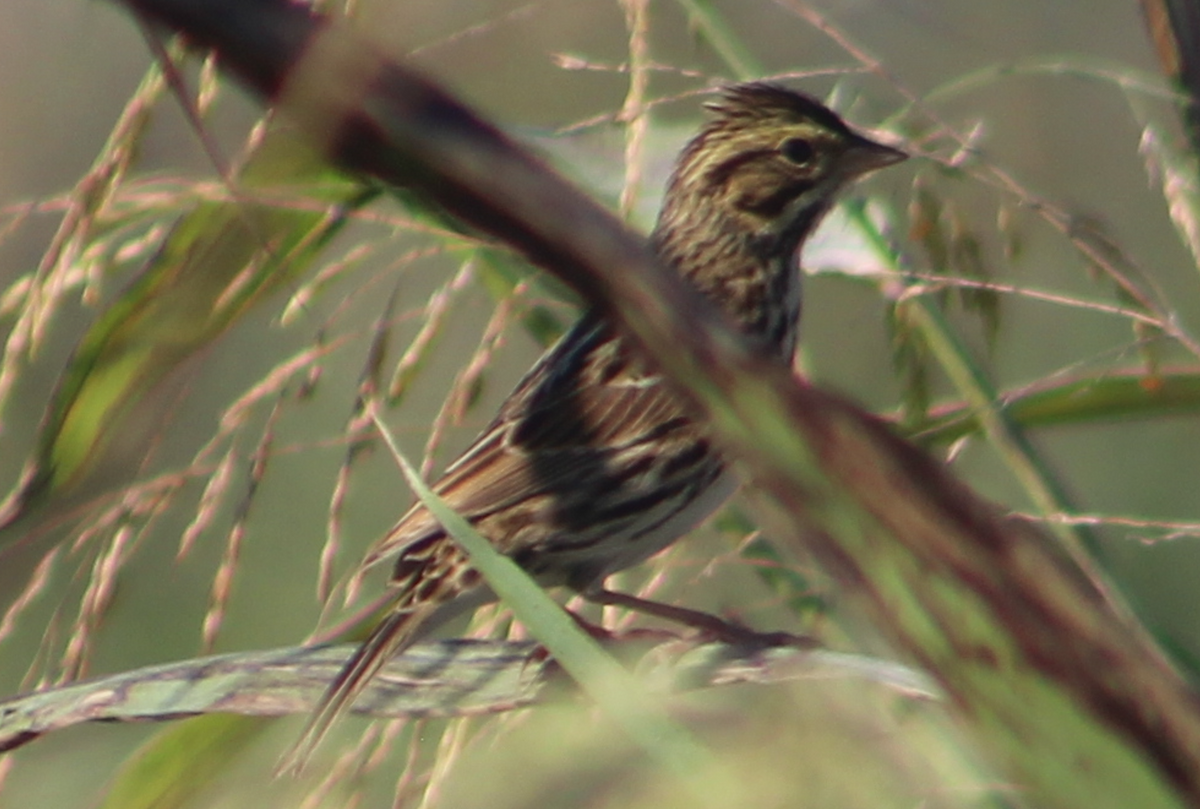 Savannah Sparrow - ML645509263