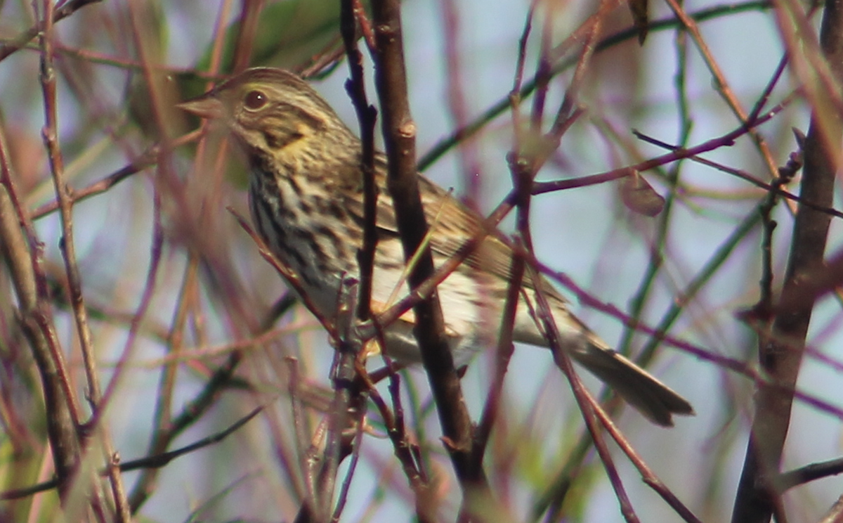 Savannah Sparrow - ML645509264