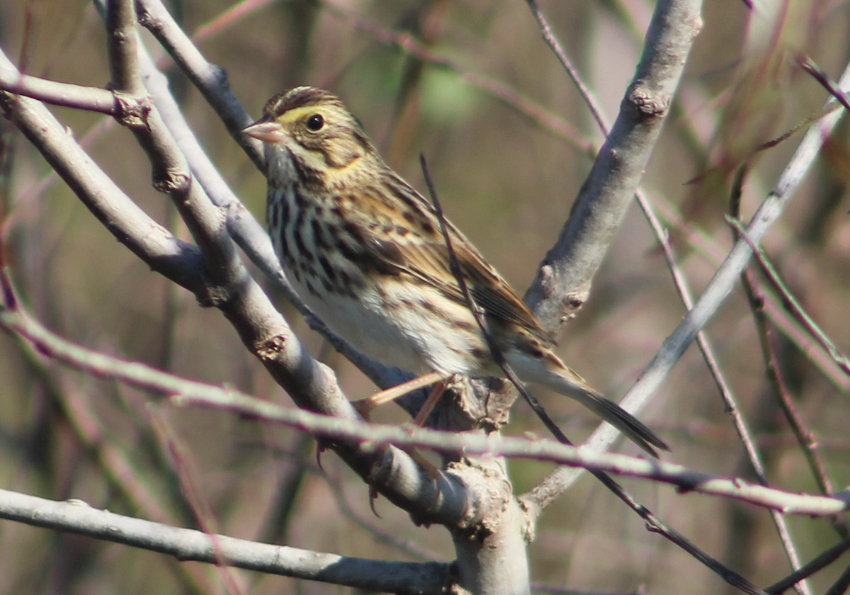Savannah Sparrow - ML645509265