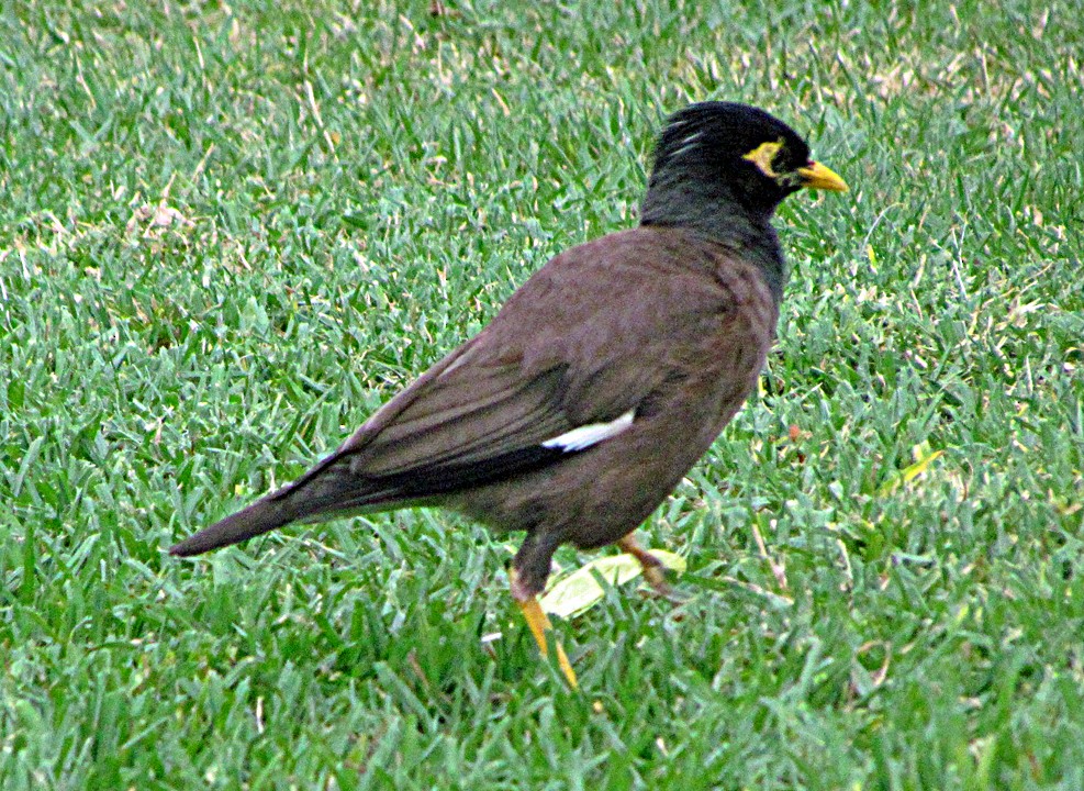 Common Myna - ML645509266