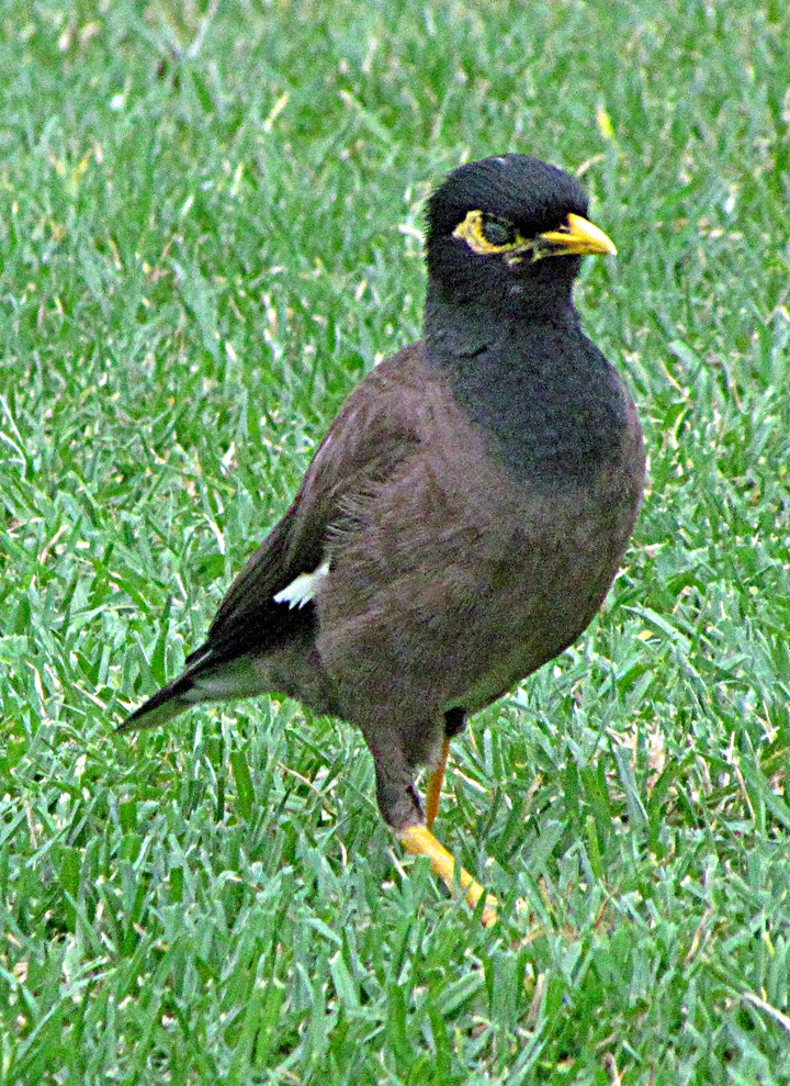 Common Myna - ML645509267