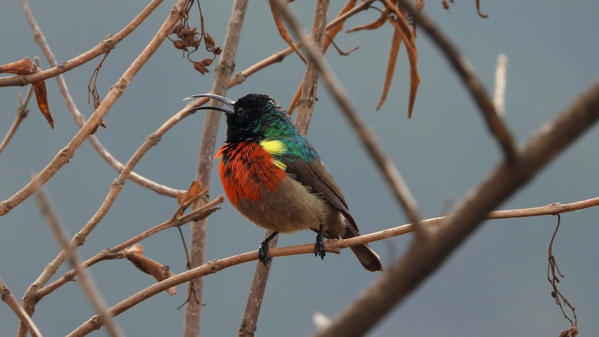 Greater Double-collared Sunbird - ML645509268