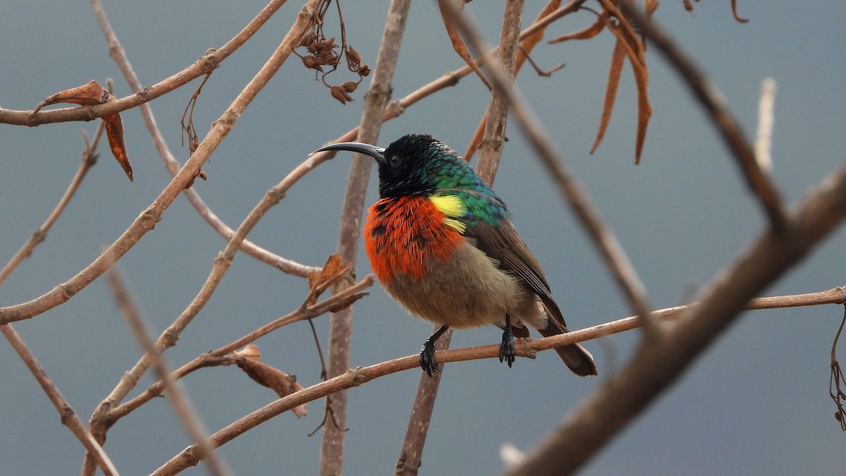 Greater Double-collared Sunbird - ML645509269