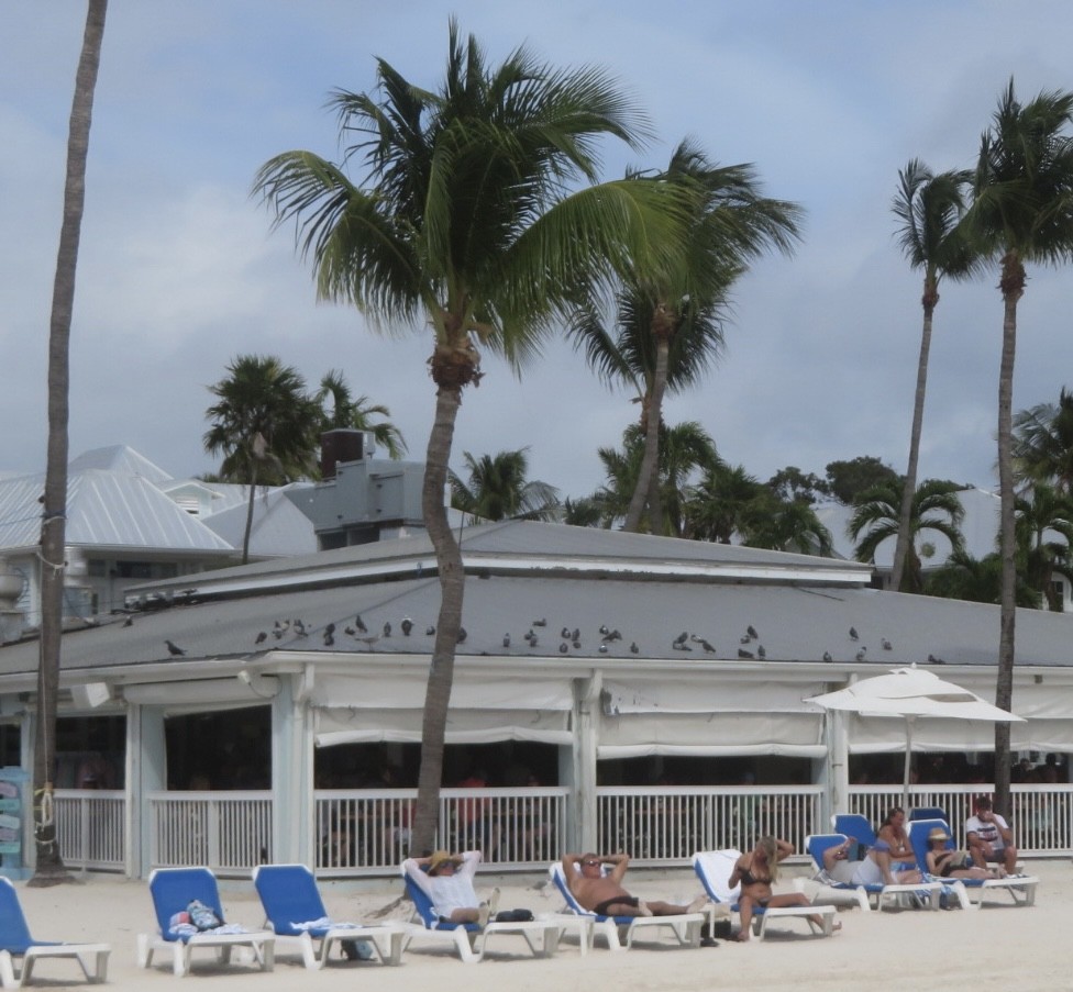Rock Pigeon (Feral Pigeon) - ML645509270