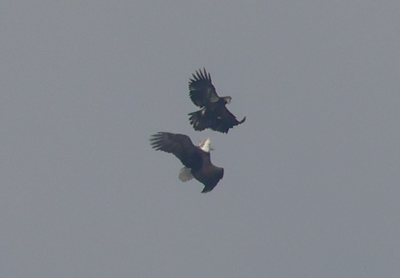 Bald Eagle - ML645509271