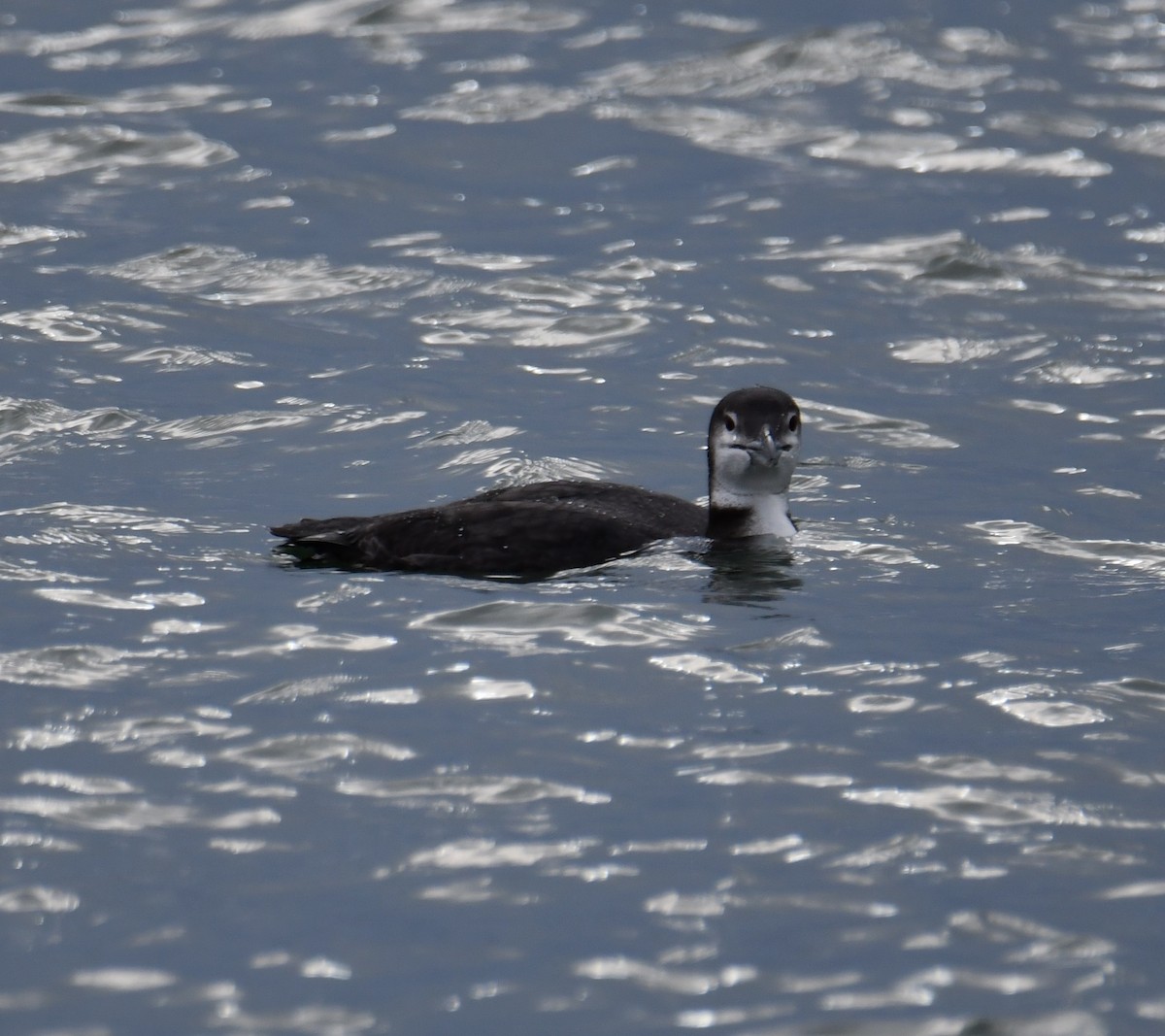Common Loon - ML645509272
