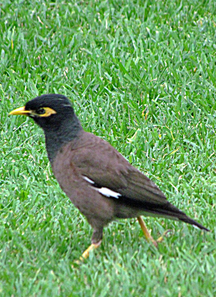 Common Myna - ML645509273