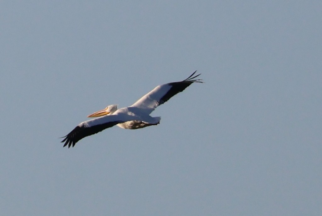 American White Pelican - ML645509274