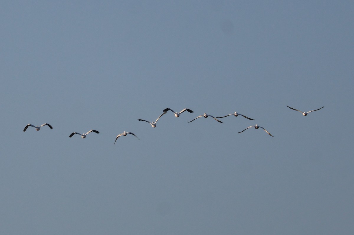 American White Pelican - ML645509275