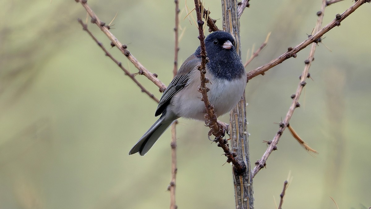 Dark-eyed Junco - ML645509276