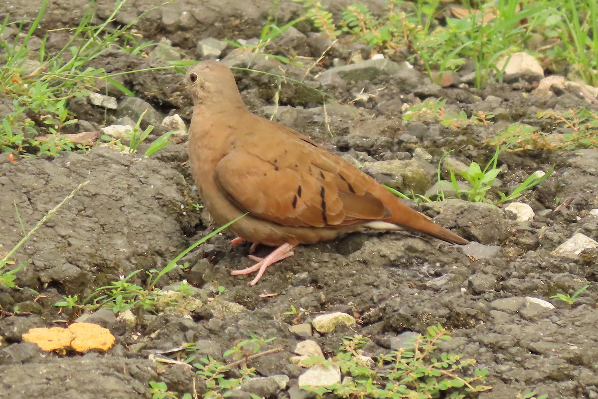 Ruddy Ground Dove - ML645509280