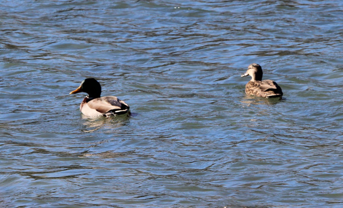 Mallard - ML645509281