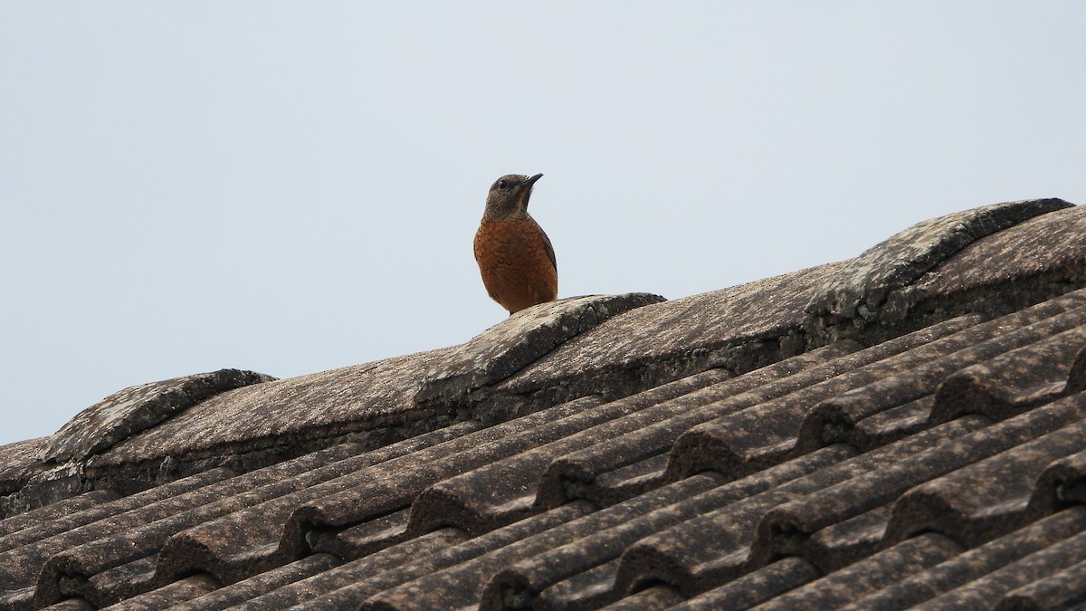 Cape Rock-Thrush - ML645509282