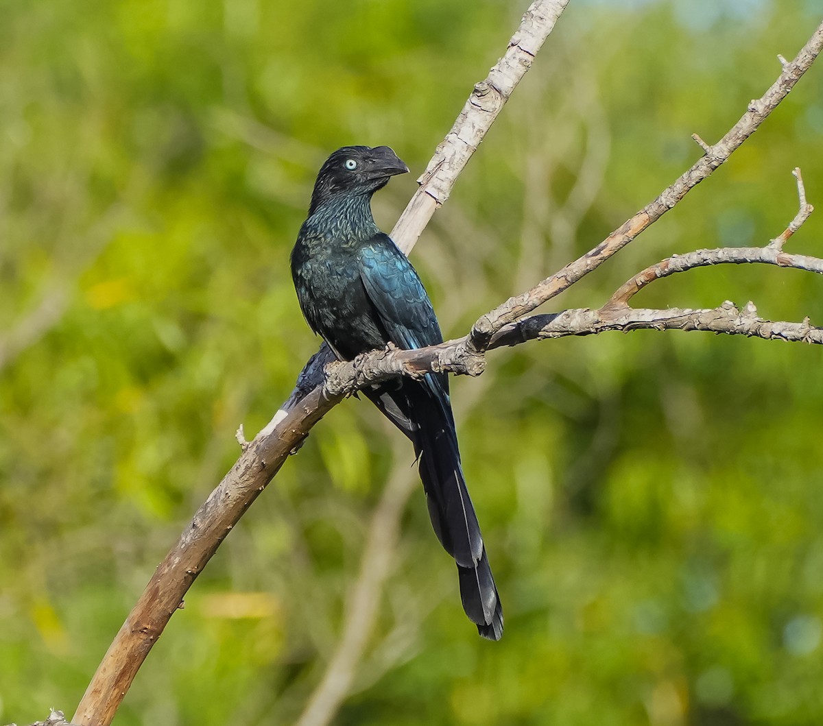 Greater Ani - ML645509283