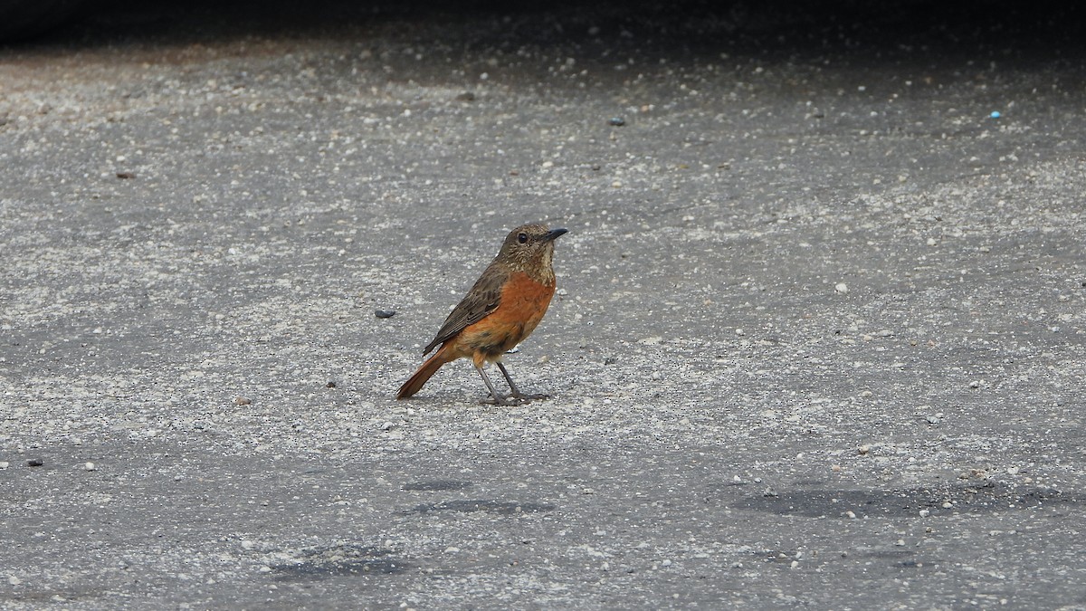 Cape Rock-Thrush - ML645509284