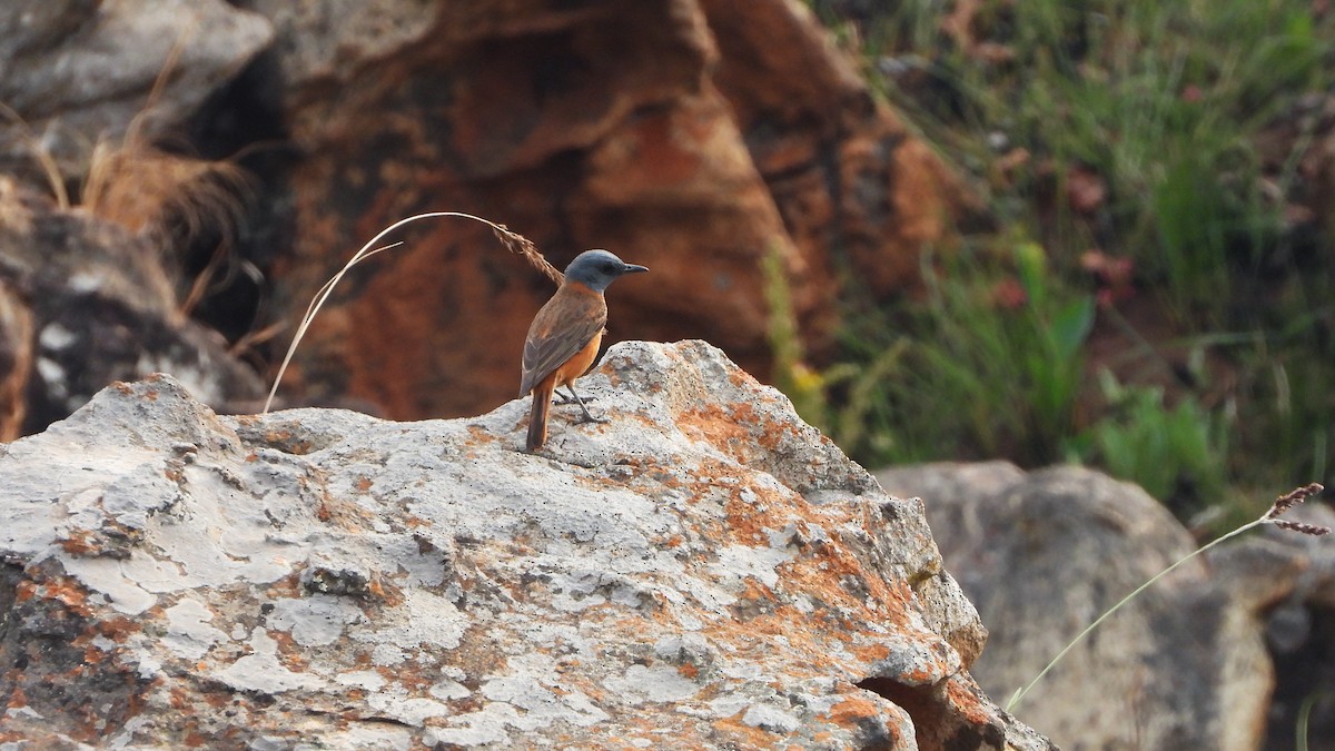 Cape Rock-Thrush - ML645509285