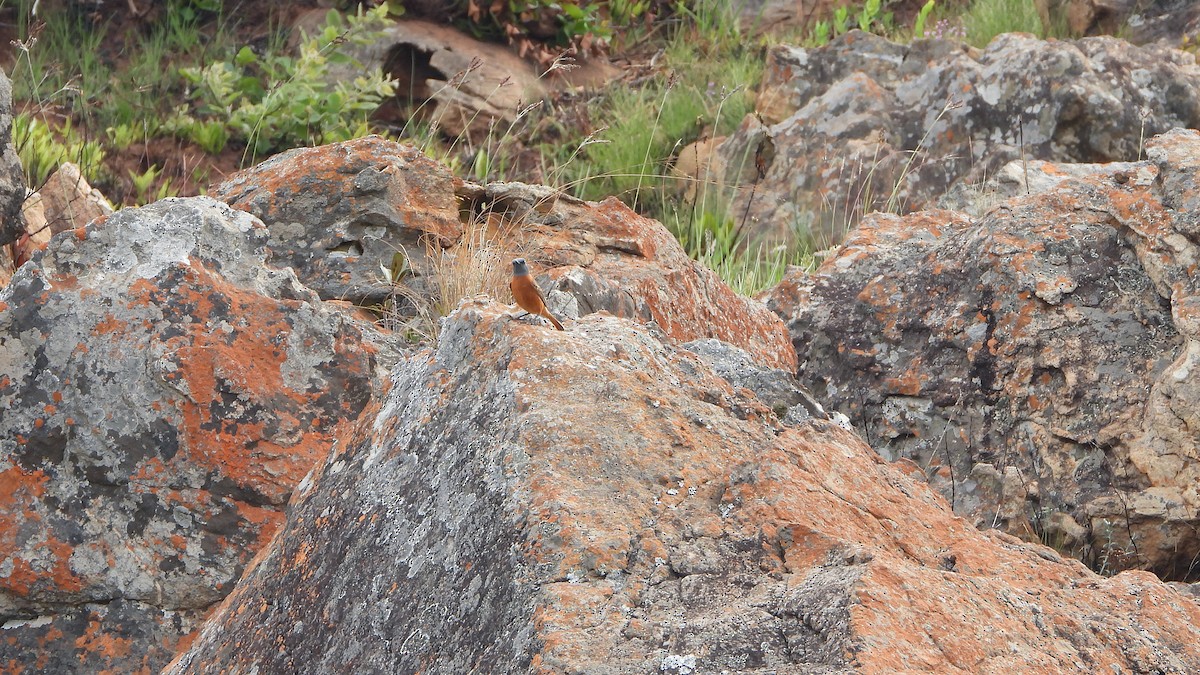 Cape Rock-Thrush - ML645509286