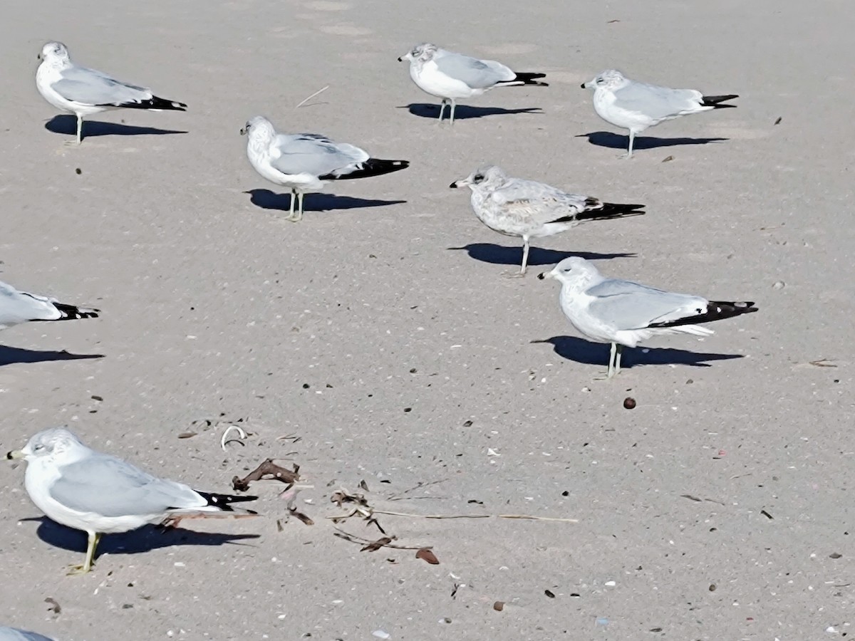 Ring-billed Gull - ML645509287