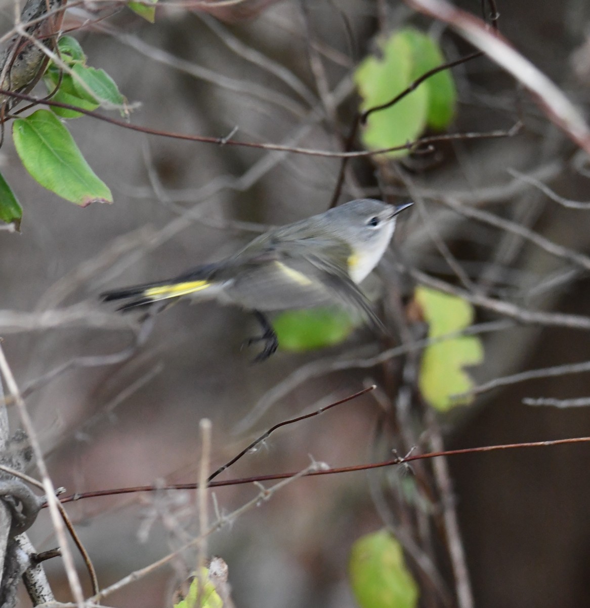 American Redstart - ML645509289