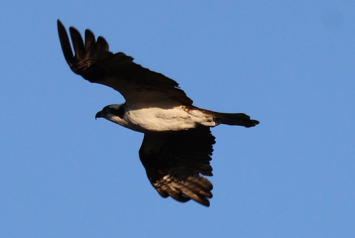 Osprey - ML645509291