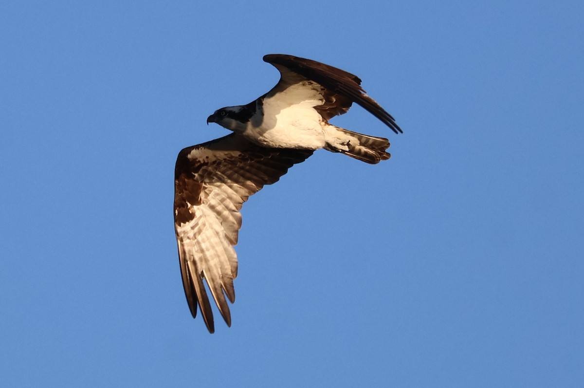 Osprey - ML645509292