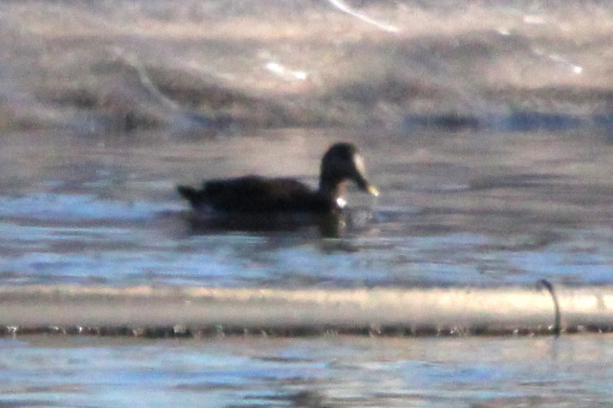 American Black Duck - ML645509297