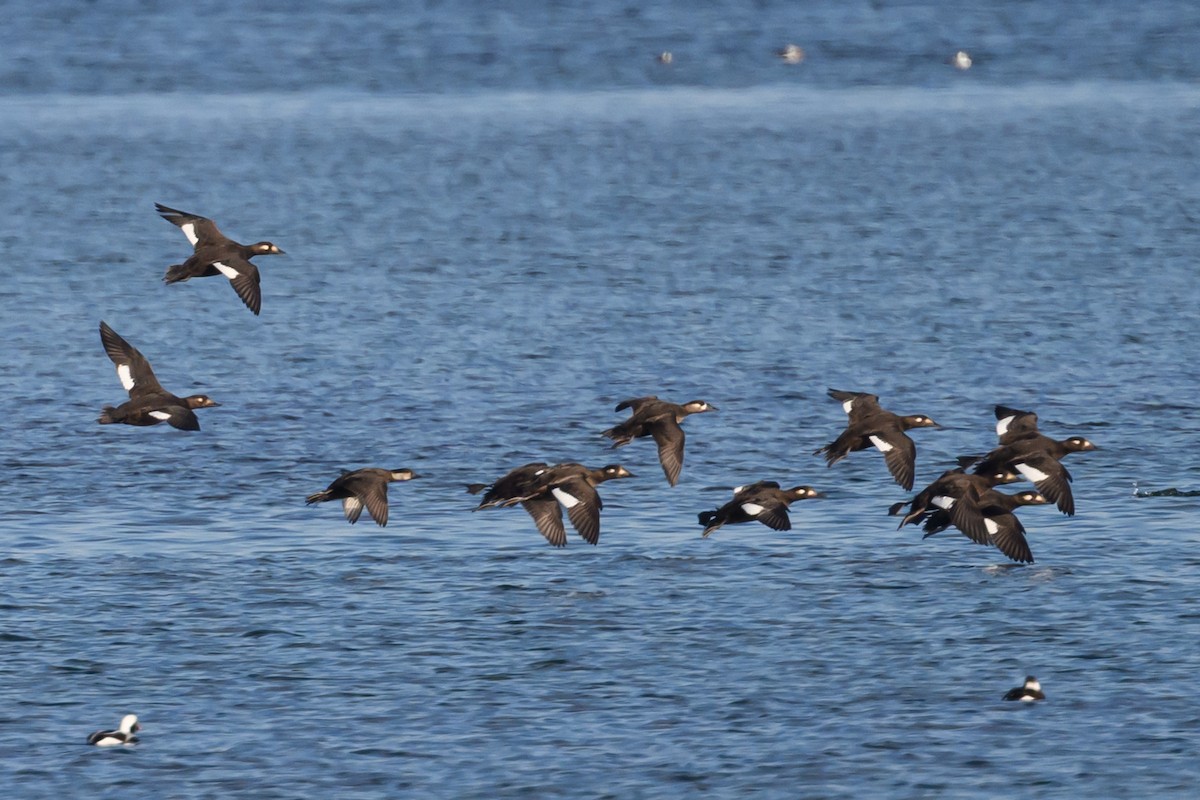 Black Scoter - ML645509299