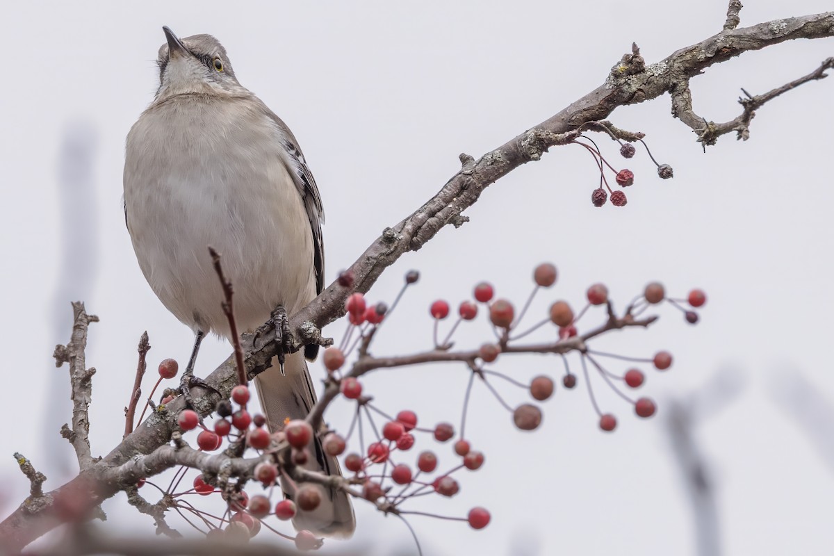Northern Mockingbird - ML645509309