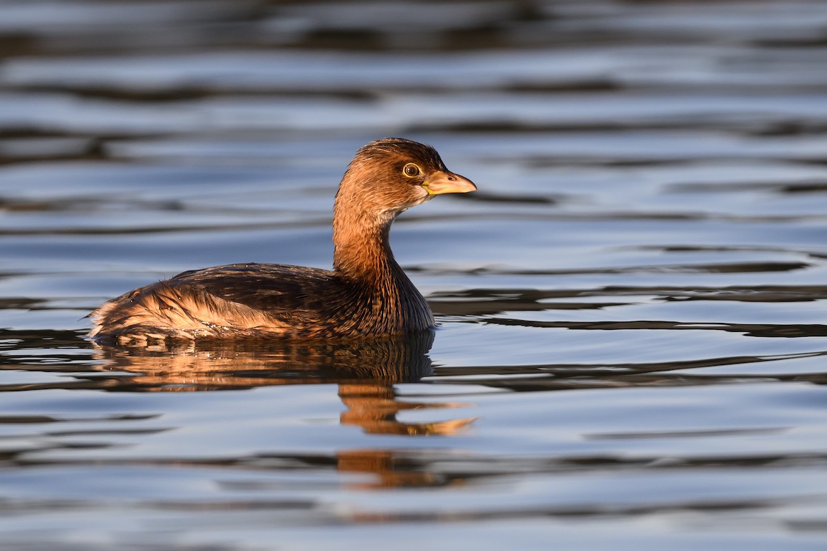 Pied-billed Grebe - ML645509311