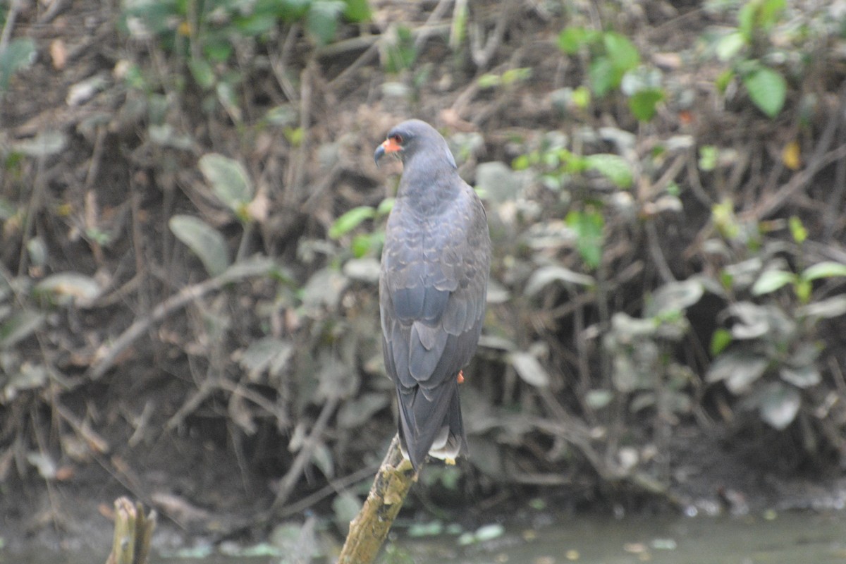 Snail Kite - ML645509332