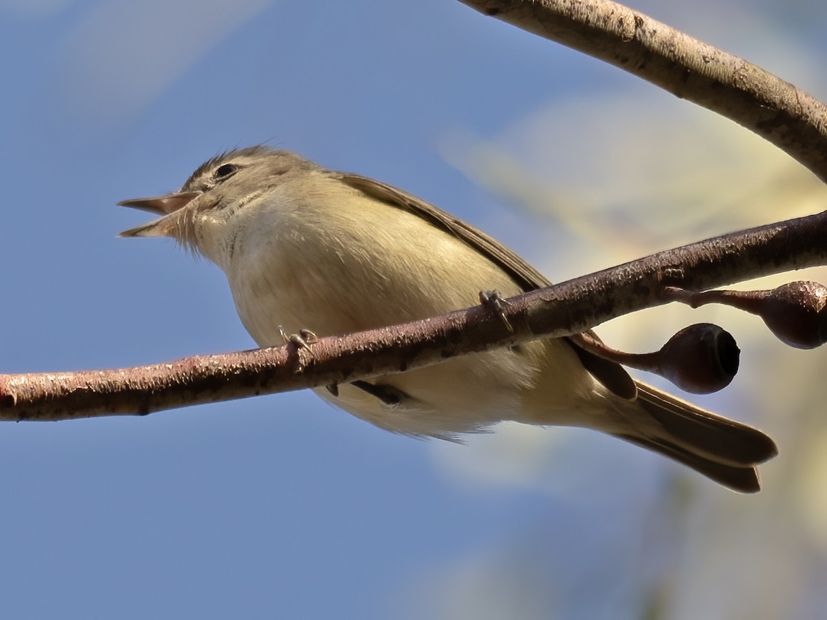 Western Warbling Vireo - ML645509347