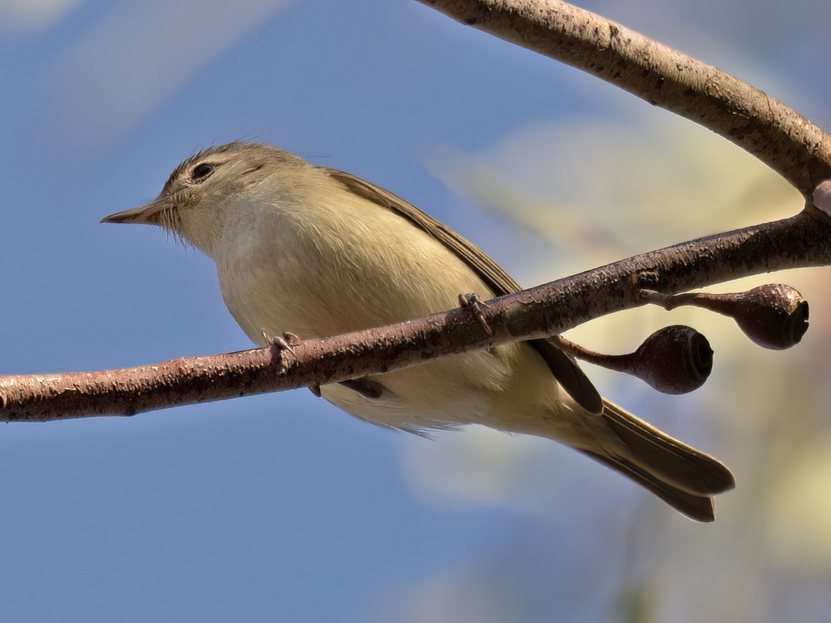 Western Warbling Vireo - ML645509348
