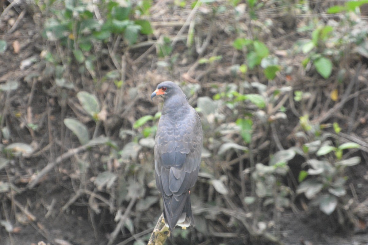 Snail Kite - ML645509349