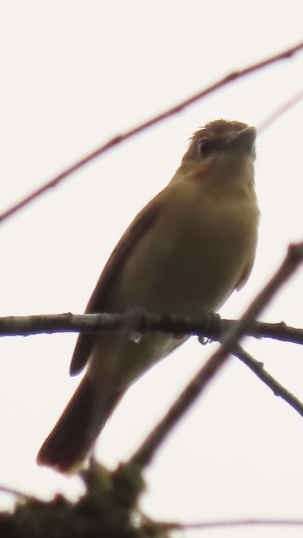 Cinnamon Becard - ML645509350