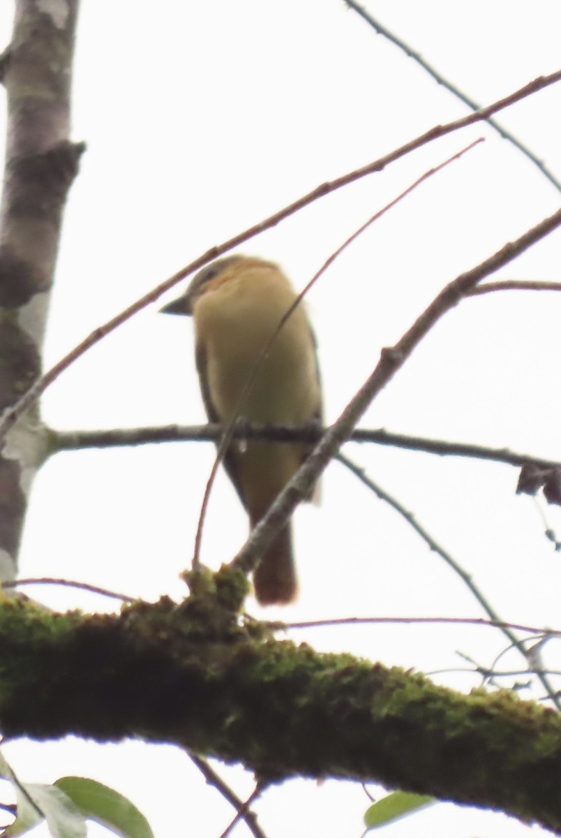 Cinnamon Becard - ML645509351