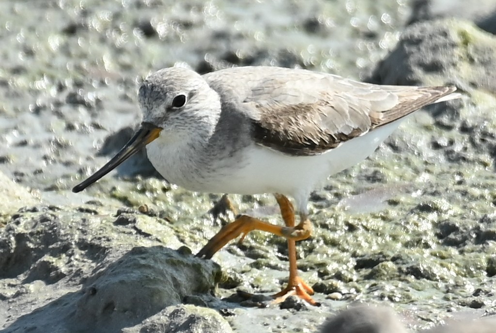 ソリハシシギ - ML645509352