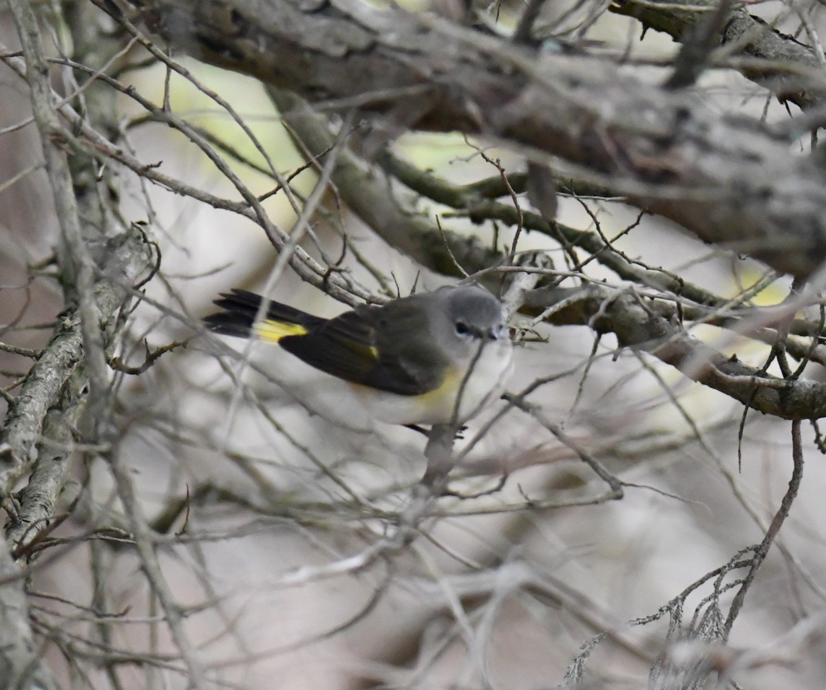 American Redstart - ML645509360