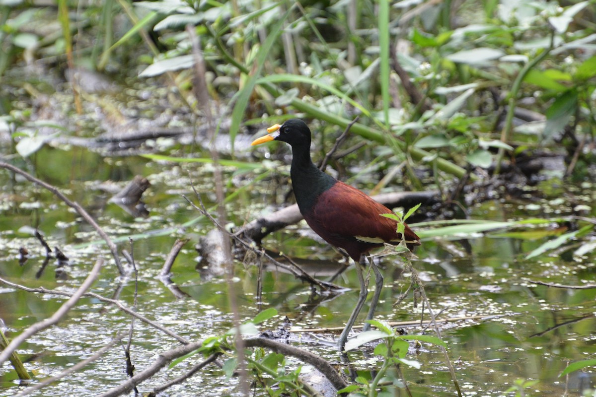 Northern Jacana - ML645509368