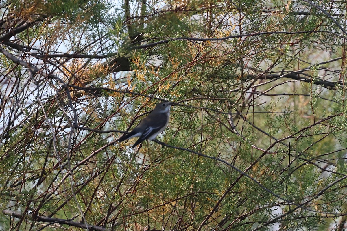 Trauerschnäpper - ML645509370