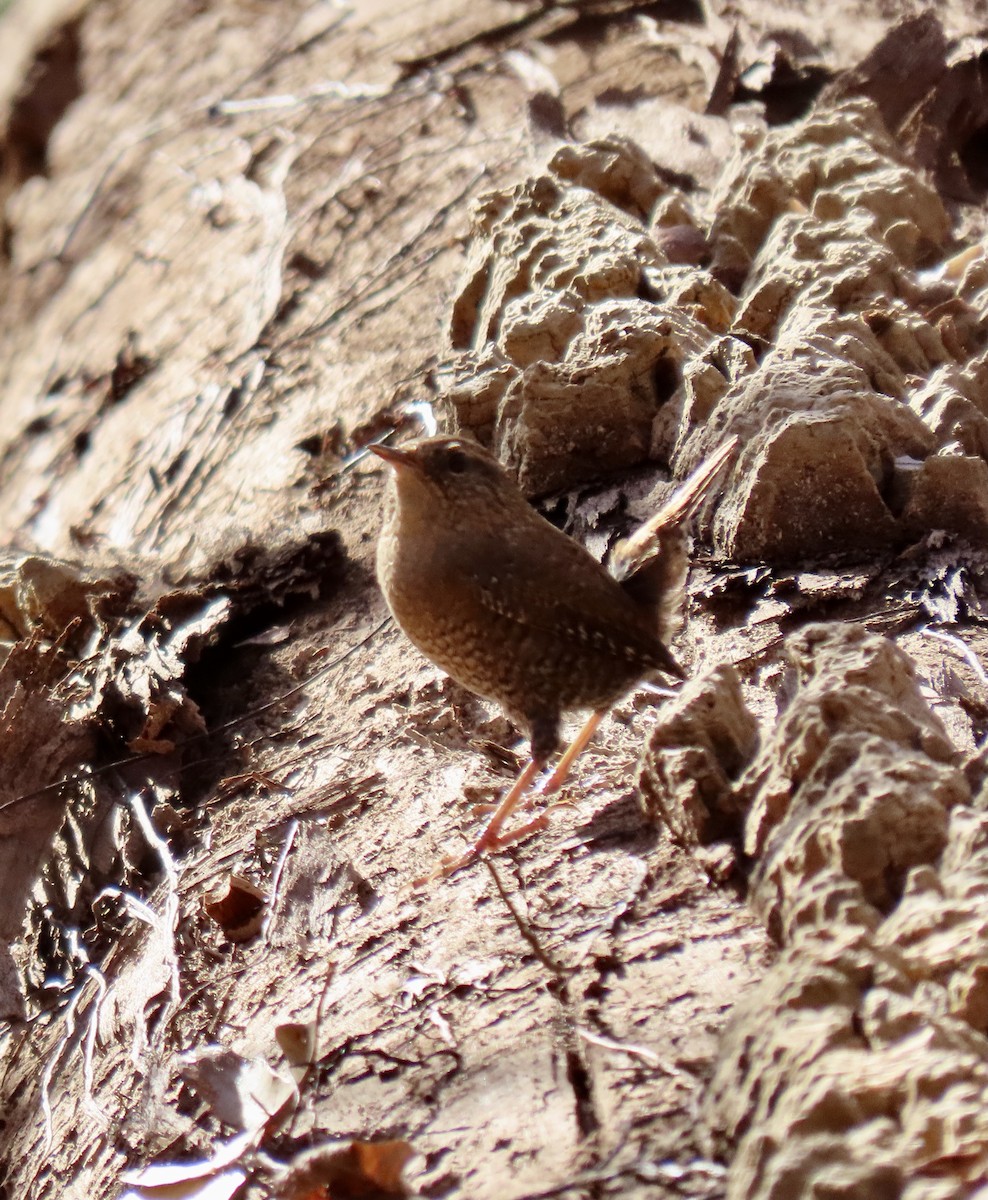 Winter Wren - ML645509373