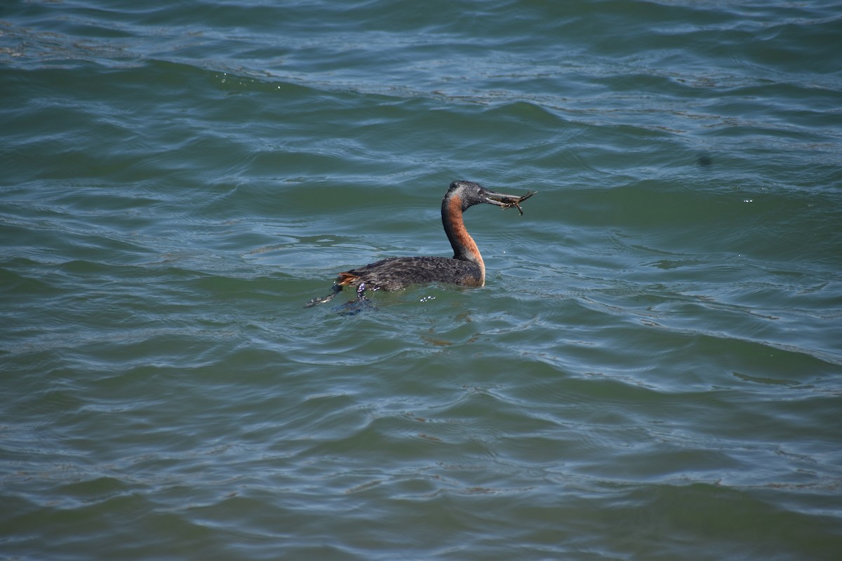 Magellantaucher - ML645509376