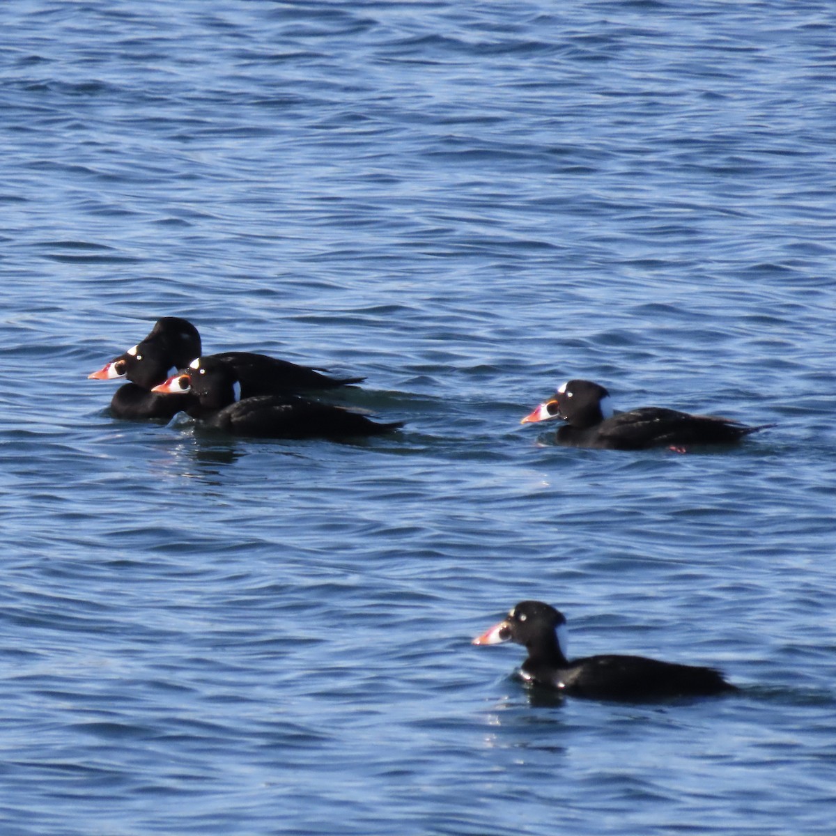 Brillenente - ML645509379