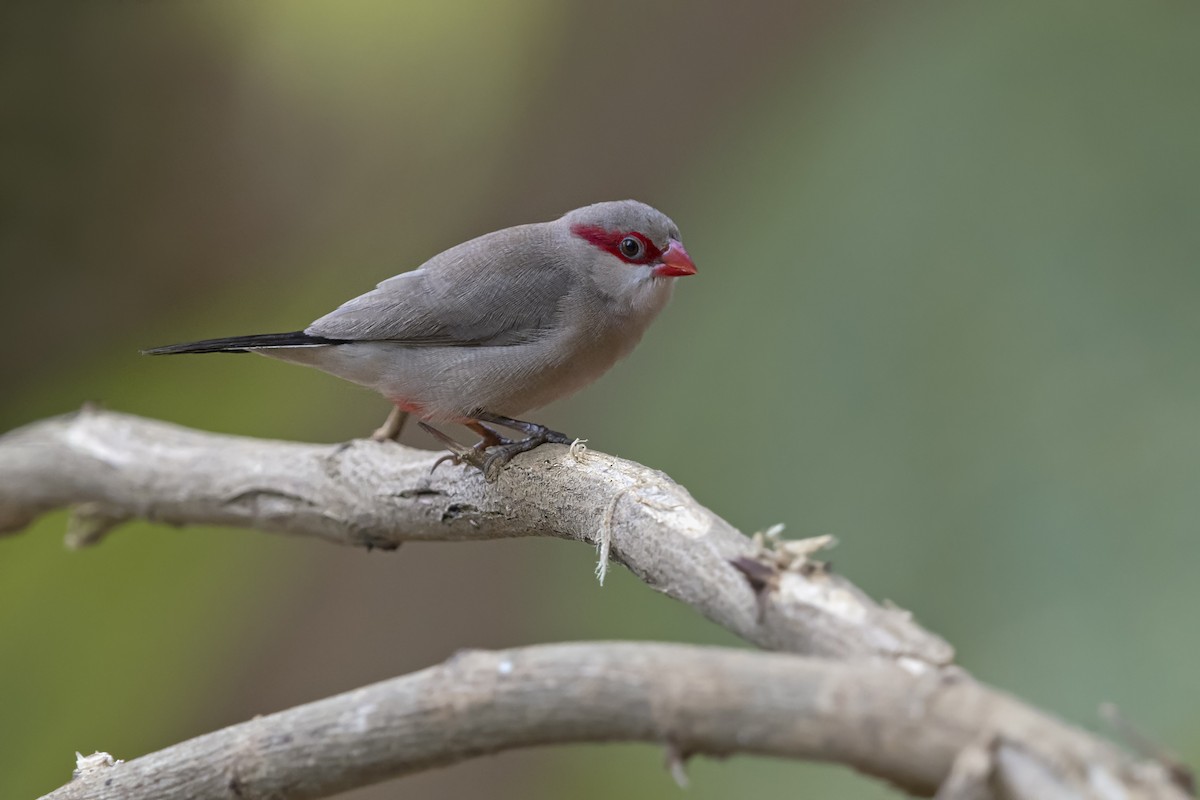 Grauastrild - ML645509380