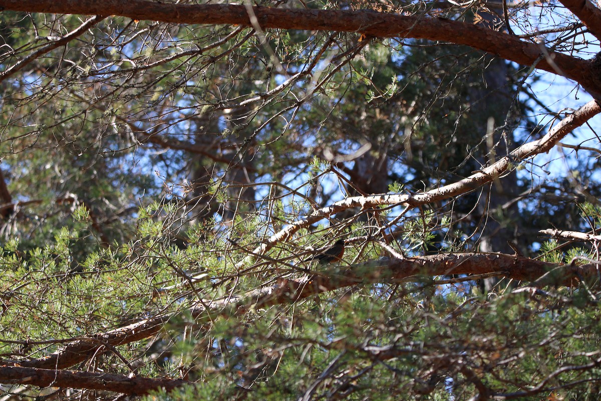 Wanderdrossel - ML645509382