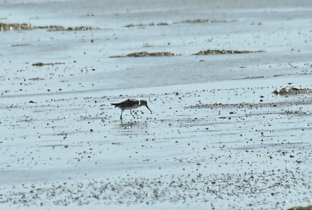 Sumpfläufer - ML645509383